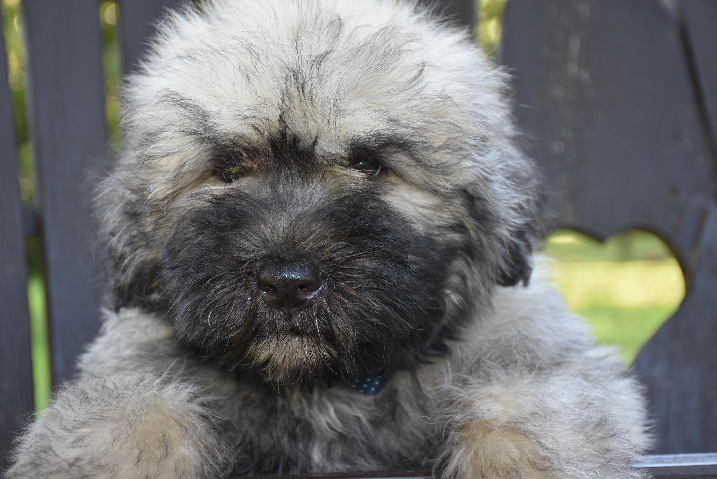 Sandbox Puppies in Missouri | Bouvier des Flandres puppies | Good Dog