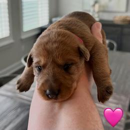 Girl 5 - Red female Irish Terrier puppy in Austin, Texas from ATX Irish Terriers