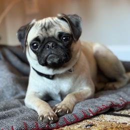 Clemi - Pug