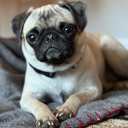 Clemi - Pug