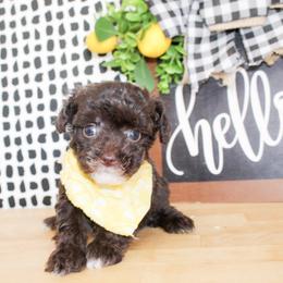 Tiny Tucker - Brown male Poodle puppy in Hugo, Oklahoma from Ann R.