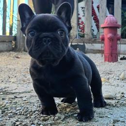 Muno - Brindle male French Bulldog puppy in Wisconsin from Shameless Bulldogs LLC