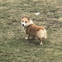 Link - Pembroke Welsh Corgi
