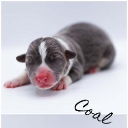 Coal - Blue male Pembroke Welsh Corgi puppy in Poteau, Oklahoma from Half-Pint Corgis