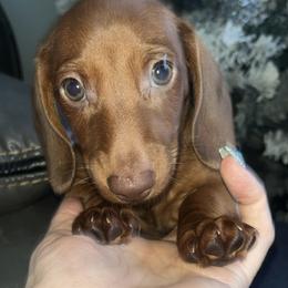 Clifford - Red male Dachshund puppy in Dayton, Ohio from Mrs. Tucks Waggin’ Weenies