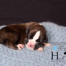 Boxer Puppies from Hawk Creek Boxers