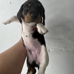 Valentine - Black and tan female Dachshund puppy in Bakersfield, California from Dreaming of Dachshunds