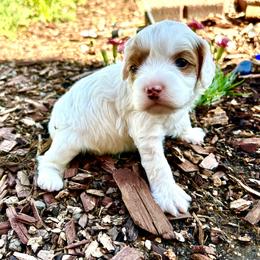 Cavapoo puppies from Blue Cottage Farm Cavapoos