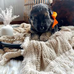 Orange Collar Male - Black and red German Shepherd puppy in Saint Louis, Michigan from drei Stränge German Shepherds