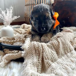 Orange Collar Male - Black and red German Shepherd puppy in Saint Louis, Michigan from drei Stränge German Shepherds