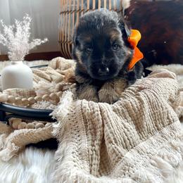 Orange Collar Male - Black and red German Shepherd puppy in Saint Louis, Michigan from drei Stränge German Shepherds