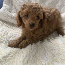 Girl - Red  female Poodle puppy in Brandon, Florida from Henn's Toy Poodles