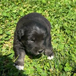 Black and White Male - 1600 - Black & white male Australian Shepherd puppy in Morristown, Tennessee from Lakeway Farms