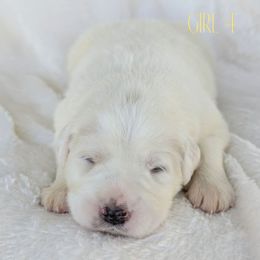 Girl 4 - White female Great Pyrenees puppy in Yakima, Washington from Naches Heights Ranch