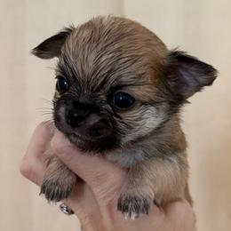 Buster - Fawn male Chihuahua puppy in Spring Hill, Florida from Stardom Chihuahuas & CKCS