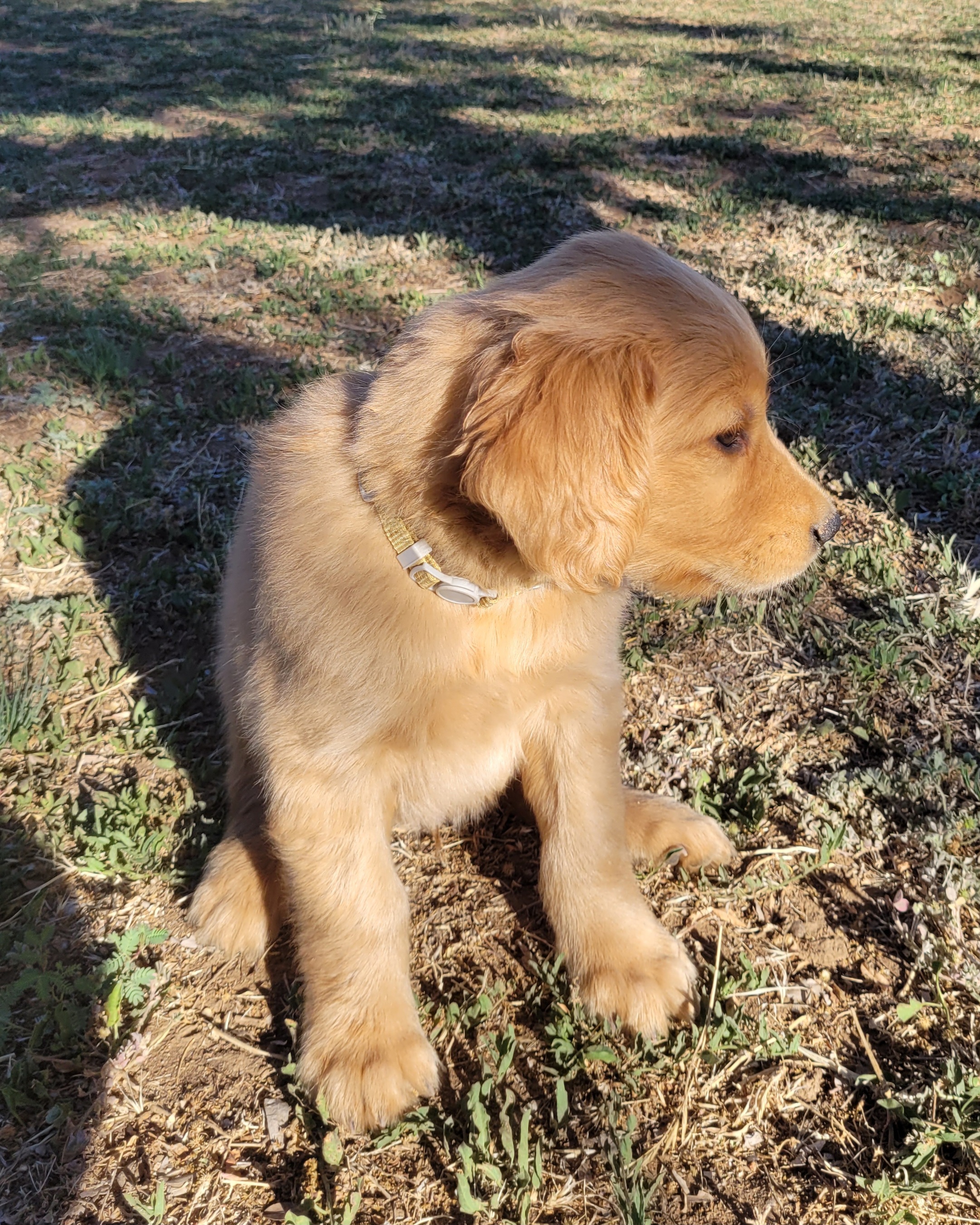 Yellow Boy - Dark golden Golden Retriever puppy in Payson, Arizona from Bullet Retrievers