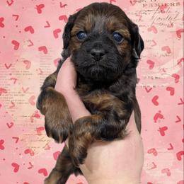 Sparkle - Black and tan female Yorkipoo puppy in Coshocton, Ohio from Forever Family Puppies