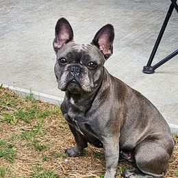 Rainey - French Bulldog