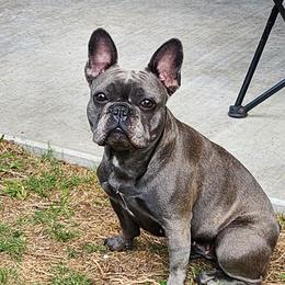 Rainey - French Bulldog