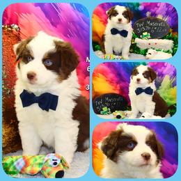 Maserati - Red tri male Toy Australian Shepherd puppy in Levelland, Texas from Once Upon a Time Aussies