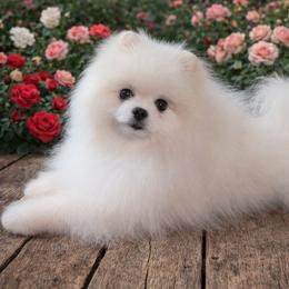 Kismet - White male Pomeranian puppy in Fultonville, New York from Sandy Aussies, Mini Dachshunds & Pomeranians