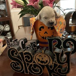 Golden Retriever Puppies from Tupelo Honey Farm's Golden Retrievers