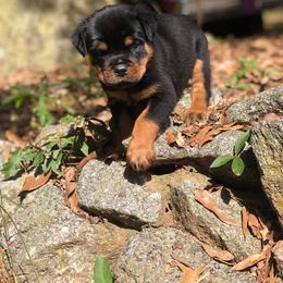 Rottweiler Puppies from Bronx Von Bridges Rottweilers