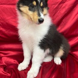 Max - Black white and tan male Collie puppy in Groveland, Florida from Palmhaven Collies