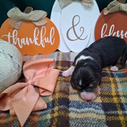 Girl 3 - Black brown and white female Basset Hound puppy in Farmerville, Louisiana from Hancock House of Basset Hounds & Mini Dachshunds