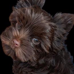 Raven - Liver female Yorkshire Terrier puppy in Gaylesville, Alabama from Sweet Alabama Yorkies