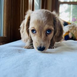 Boy 2 - Cream male Dachshund puppy in Silverdale, Washington from Guiley Doxies