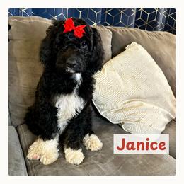 Janice - Black and white female Springerdoodle puppy in Cassville, Wisconsin from Storyside Kennels