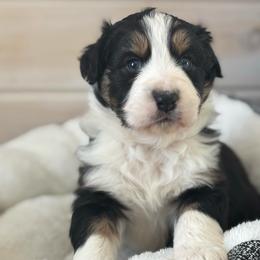 Rudolph - Black tri-color male Australian Shepherd puppy in Morrow, Ohio from OakHaven Acres Aussies