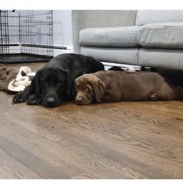 Labrador Retriever Puppies from Laurie & Joe's Labs