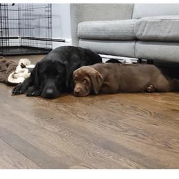 Labrador Retriever Puppies from Laurie & Joe's Labs