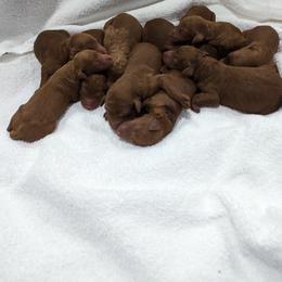 Boy 1 - Red  Poodle puppy in Gastonia, North Carolina from Singer Standards