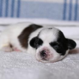 Ridge - Black and white male Shih Tzu puppy in Montrose, Colorado from Nana's Happy Pups
