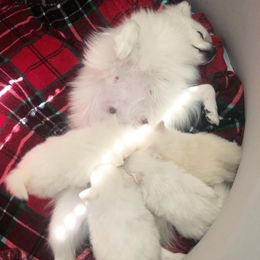 Pomeranian Puppies from Pomeranian puppies