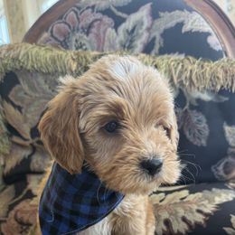 Adam - Apricot male Goldendoodle puppy in Hughesville, Maryland from Fox Run Farm