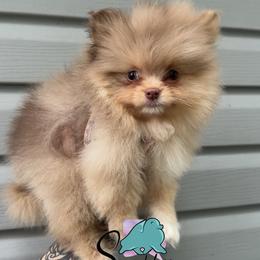 Scar- 3000.00 dollars - Chocolate merle male Pomeranian puppy in Perry County, Ohio from Speechless Pom’s
