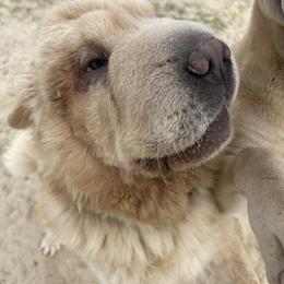 Abbey - Chinese Shar-Pei