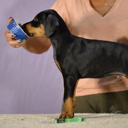 Lime collar boy - Black and rust male Doberman Pinscher puppy in Santa Clarita, California from Riviera Dobermans