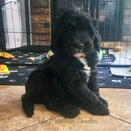 Labradoodle and Sheepadoodle Puppies from Mule Mountain Doodles
