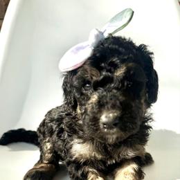 Marina - Phantom female Bernedoodle puppy in Pulaski, Tennessee from Doodle My Heart