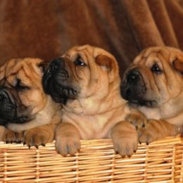 Chinese Shar-Pei Puppies from Nordic Star
