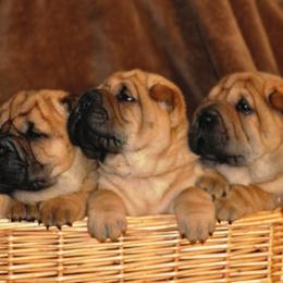 Chinese Shar-Pei Puppies from Nordic Star