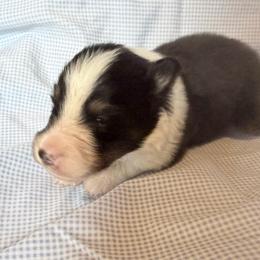 Male 3 - Black white and tan male Shetland Sheepdog puppy in Hobbs, New Mexico from Kailyn Shelties