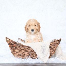 Goldendoodle Puppies from Serene Canyon Doodles