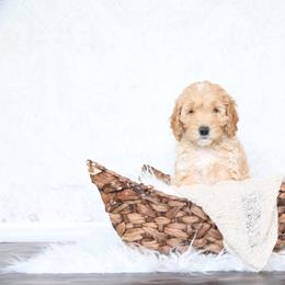 Goldendoodle Puppies from Serene Canyon Doodles