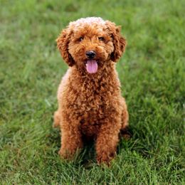 Penny - Poodle